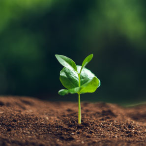Sprout Counselling – nurturing growth, one conversation at a time.